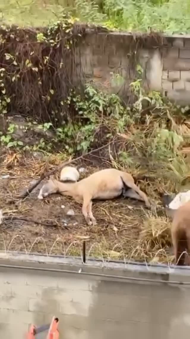 O retrato de como os carroceiros tratam seus animais, está aí o animal do vídeo anterior agonizou até morrer, a outra égua ao lado vendo todo esse sofrimento! Já estamos em contato com a delegacia vamos localizar esses “cidadãos” 😡 não tem maquiagem nos vídeos, é essa a dura realidade dos animais de Tração! FIM DA TRAÇÃO ❌ 🐴 ❌