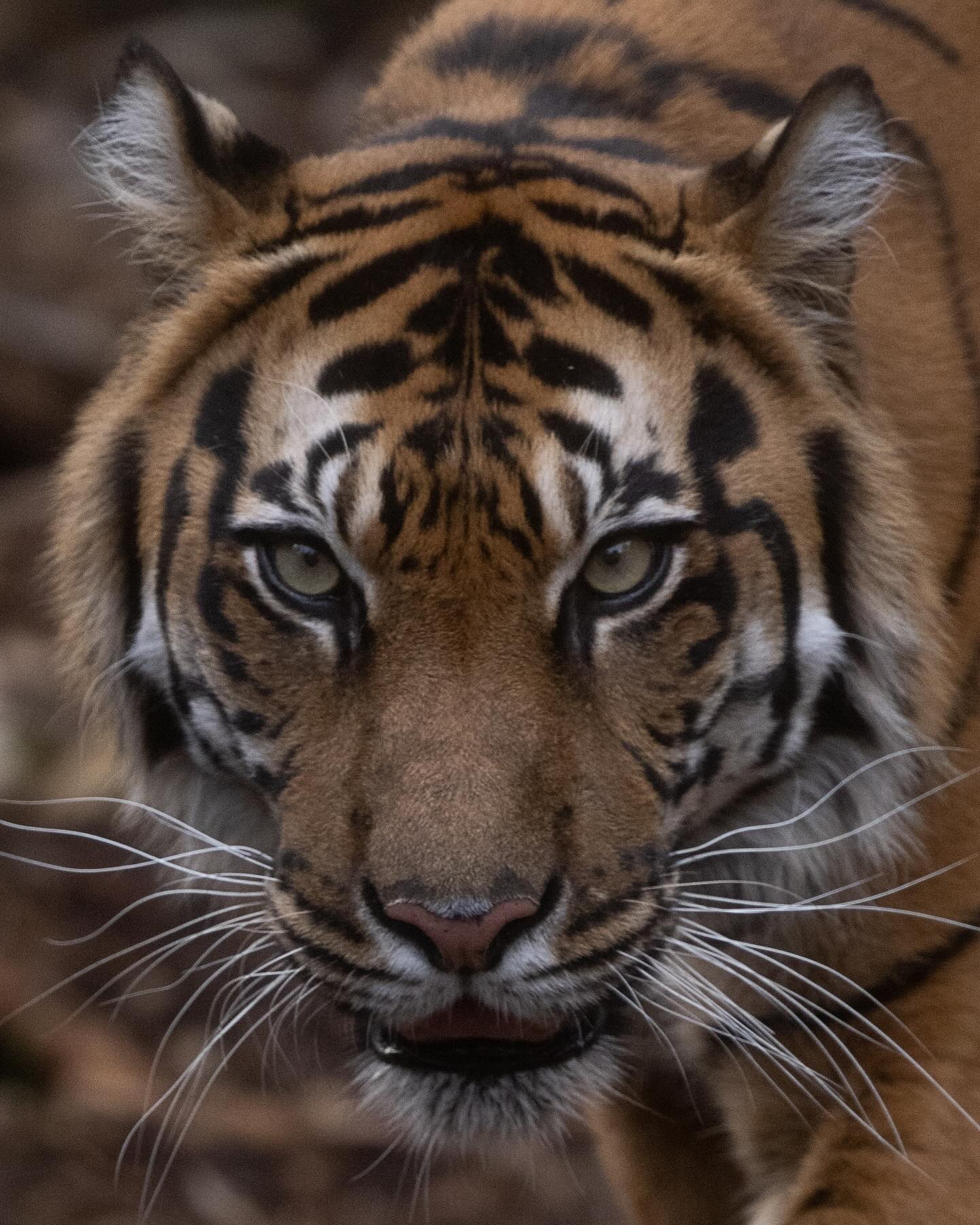 Indrah
#indrah #tiger #sumatrantiger #zoo #zoosvictoria #endangeredspecies #endangered #photooftheday #endangeredanimals #bigcat #bigcatsofinstagram #bigcats #photooftheday #picoftheday #instagram #catsofinstagram #cat #catlover #artreference #nikon #mynikonlife #extinction #extinctionisforever