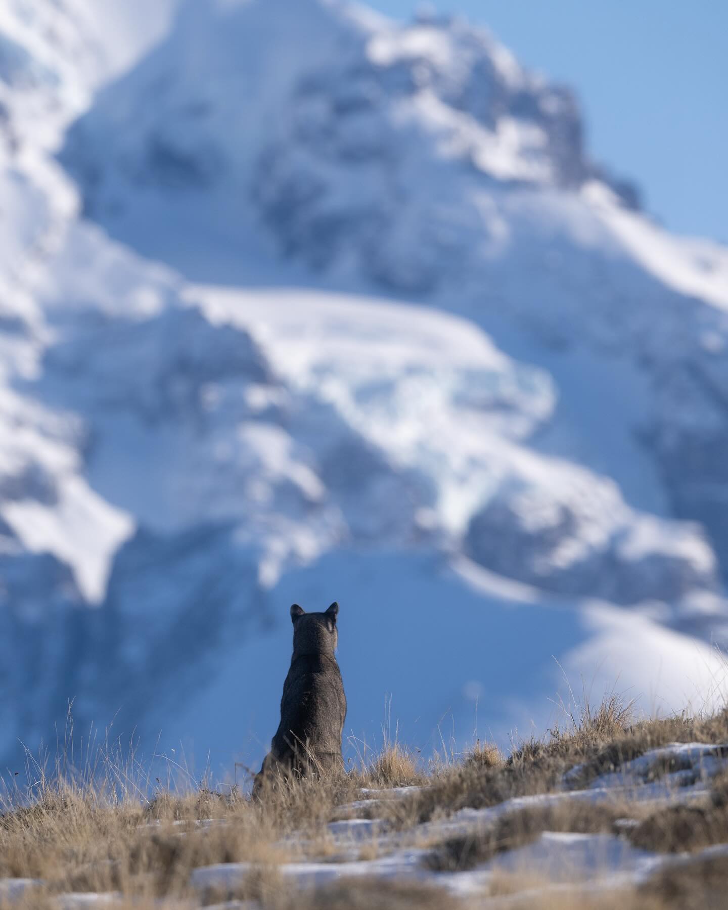 The landscape is so stunning that even the cats stop to admire it.
#puma #patagonia #chile #wildlife #wildlifephotography #cat #bigcat