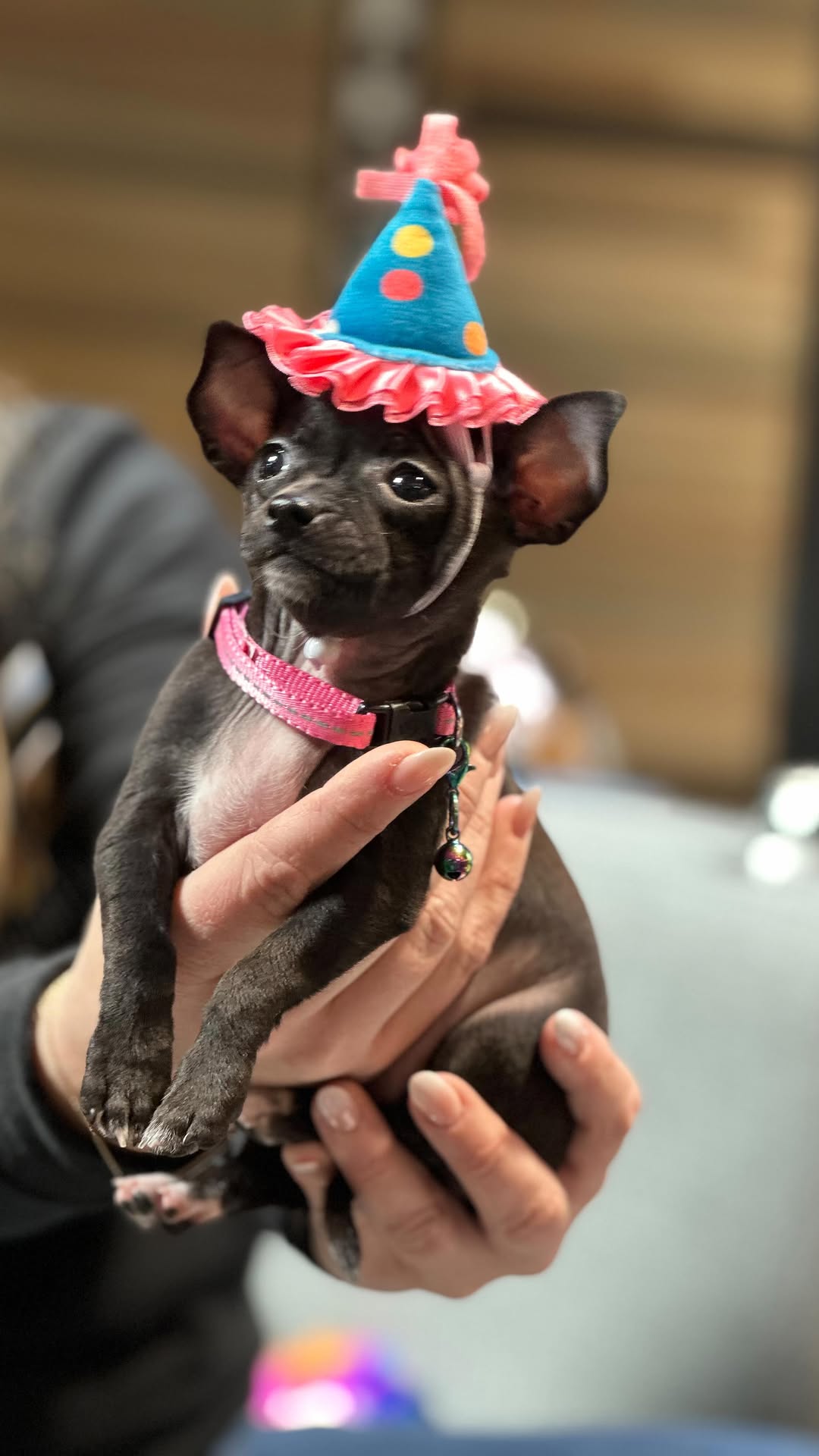 I wasted no time taking my new puppy on tour. She has already been to over 10 states. #RoadDog