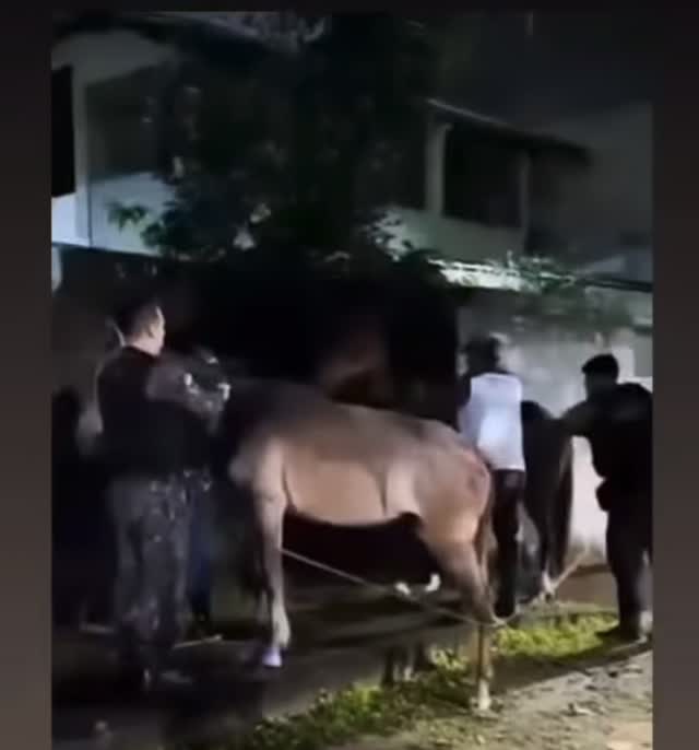 O município do Recife segue realizando as apreensões dos cavalos 🐴 e garantindo o avanço na lei de Tração Animal, não há acordo com os carroceiros para emplacar as carroças. Os animais que não passaram pelo censo 📋 e os que não irão realizar a entrega voluntária terão seus animais e carroças apreendidos! Breve a gente mostra para vocês como estão e onde estão os cavalos! 🐴
Já estamos realizando um grande trabalho que vai atender crianças com aspecto autista em nosso município e esses cavalos serão terapêuticos nesse processo!!!