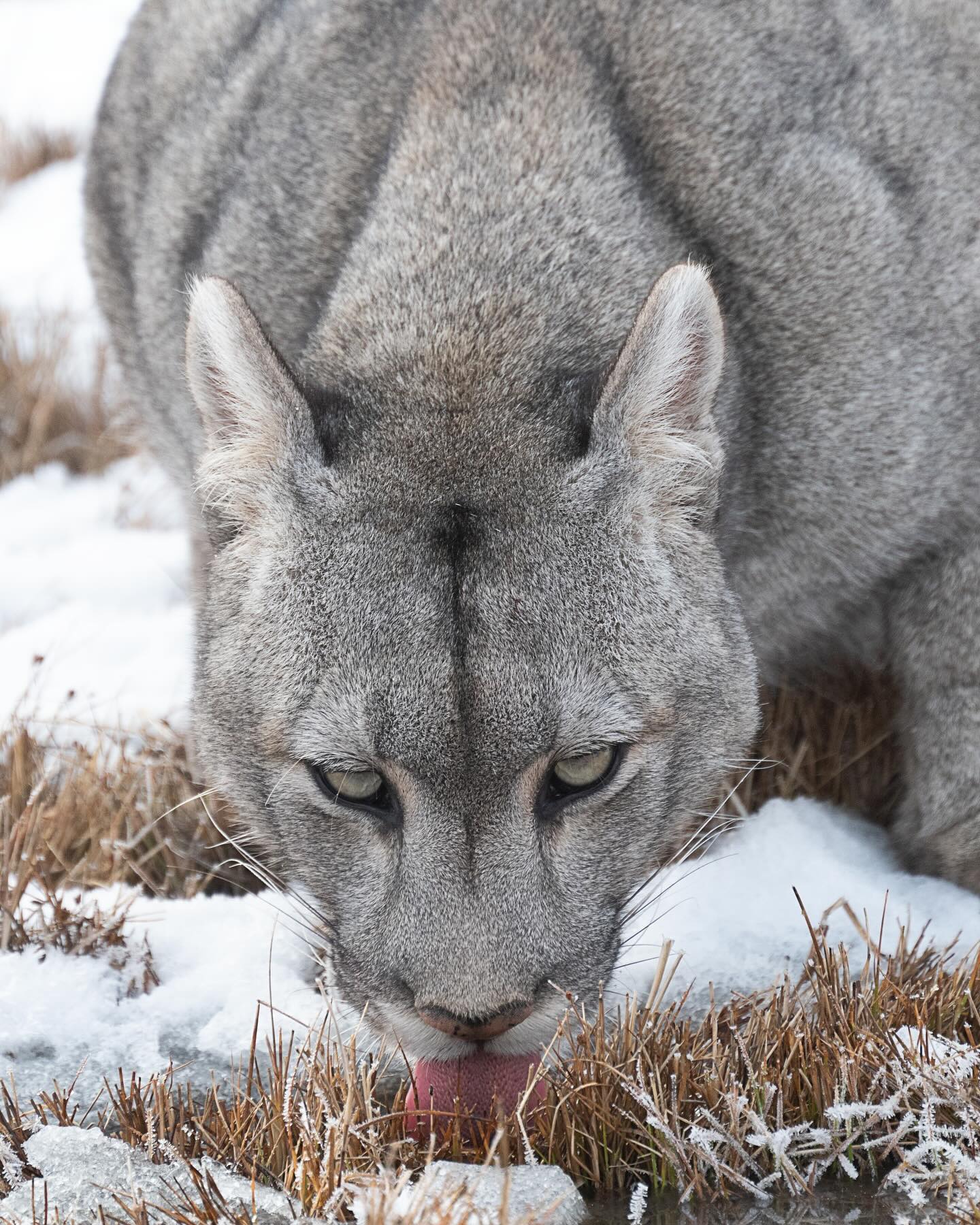 More puma photos on the way
#puna #chile #torresdelpainechile #wild #wildlife #wildlifephotography #natgeo #natgeoyourshot