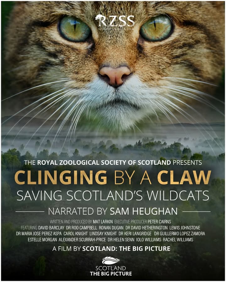 Excited to take you on the iconic wildcat’s journey back to the Scottish Highlands 🏴 🐱
Honoured to narrate this heartwarming feature-length documentary ‘Clinging by a Claw’, which is being brought you THIS AUTUMN by @SaveOurWildcats and @ScotlandTBP 🧡