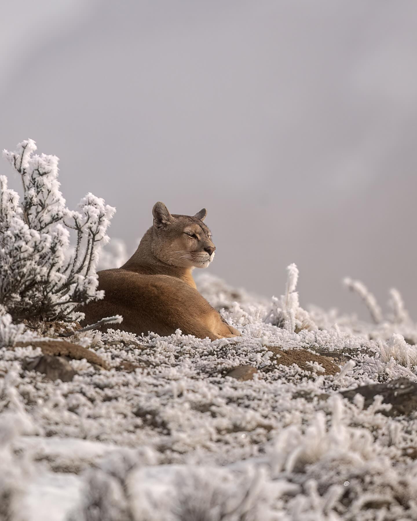 Puma
#puma #chile #torresdelpainechile #wild #wildlife #natgeoyourshot #natgeo