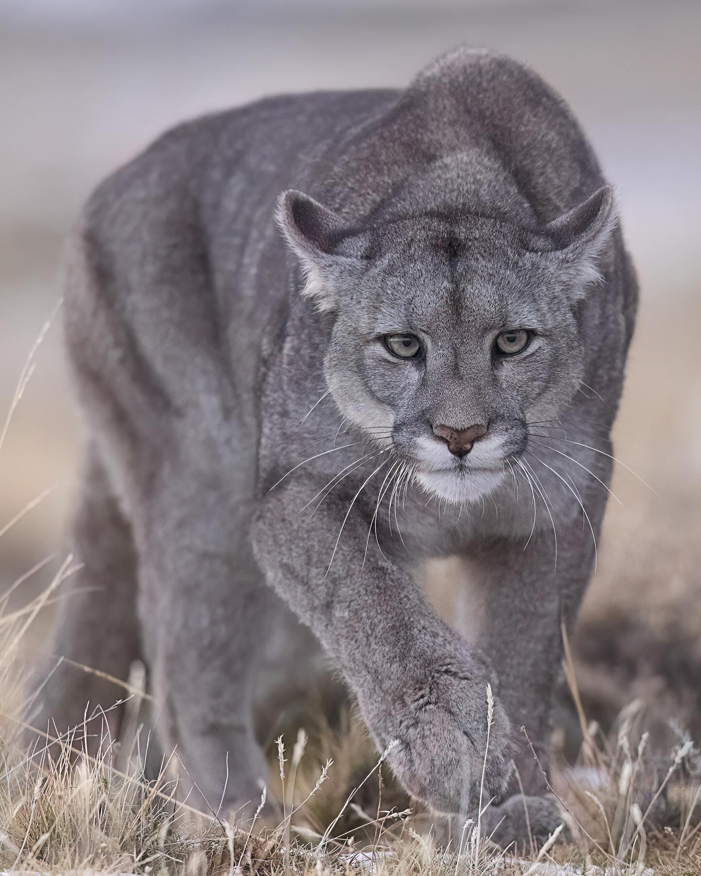 A puma is the largest of the small cat species. The puma (Puma concolor) has more names than almost every other mammal and this is because they have such a huge range and so different populations of humans have learned to call these animals different things. They hold a Guinness World Record for “animal with the most number of names” such as Cougar, Mountain lion, Florida panther, catamount, and many more!
#puma #chile #torresdelpainechile #wild #wildlife #natgeoyourshot #natgeo