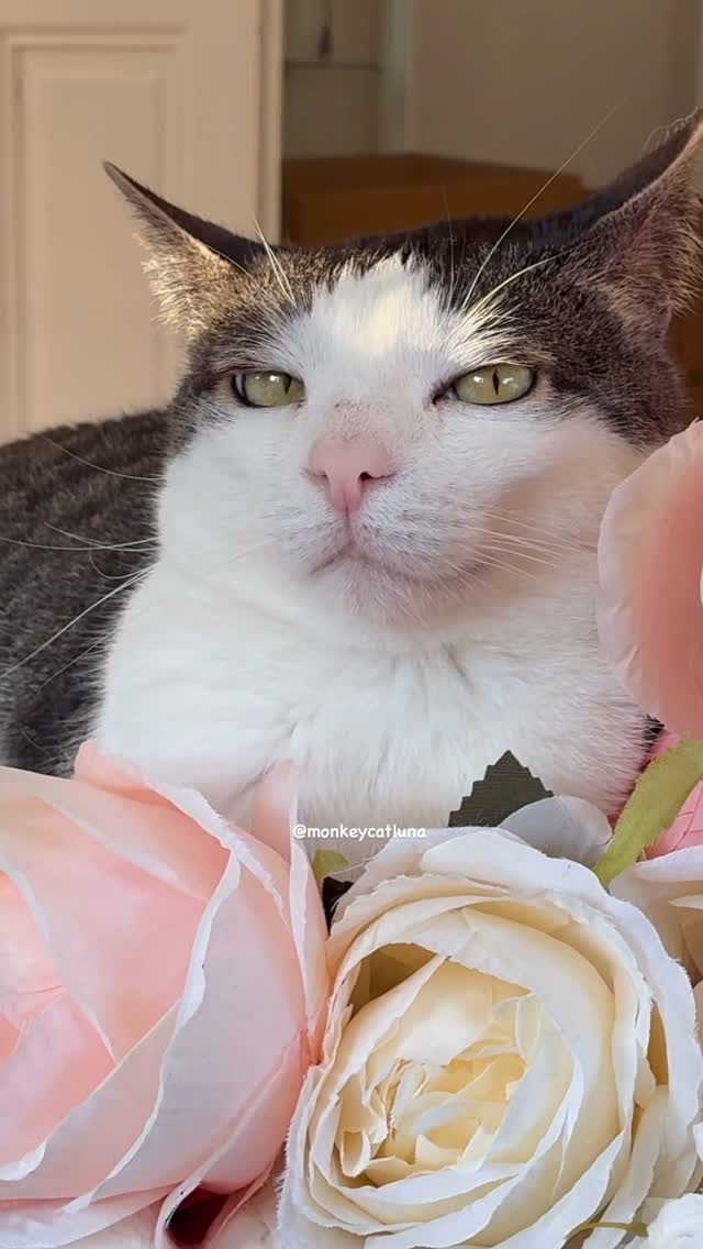I’m Lunita. Would you like a rose, bonita?
(Plastic roses)