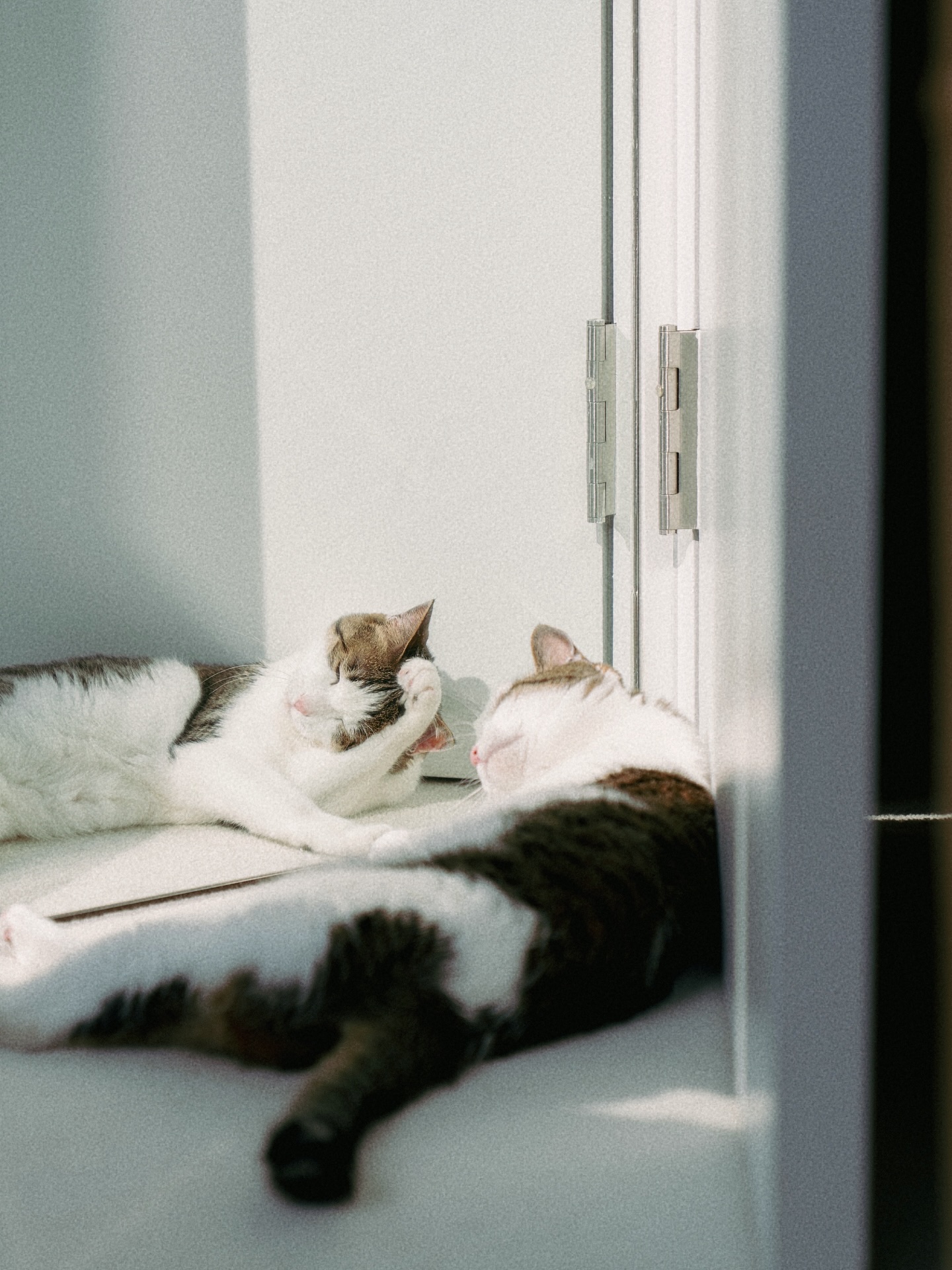 🐱🐟☀️🫶
너무 귀여워요.
かわいい♡
#cat#home