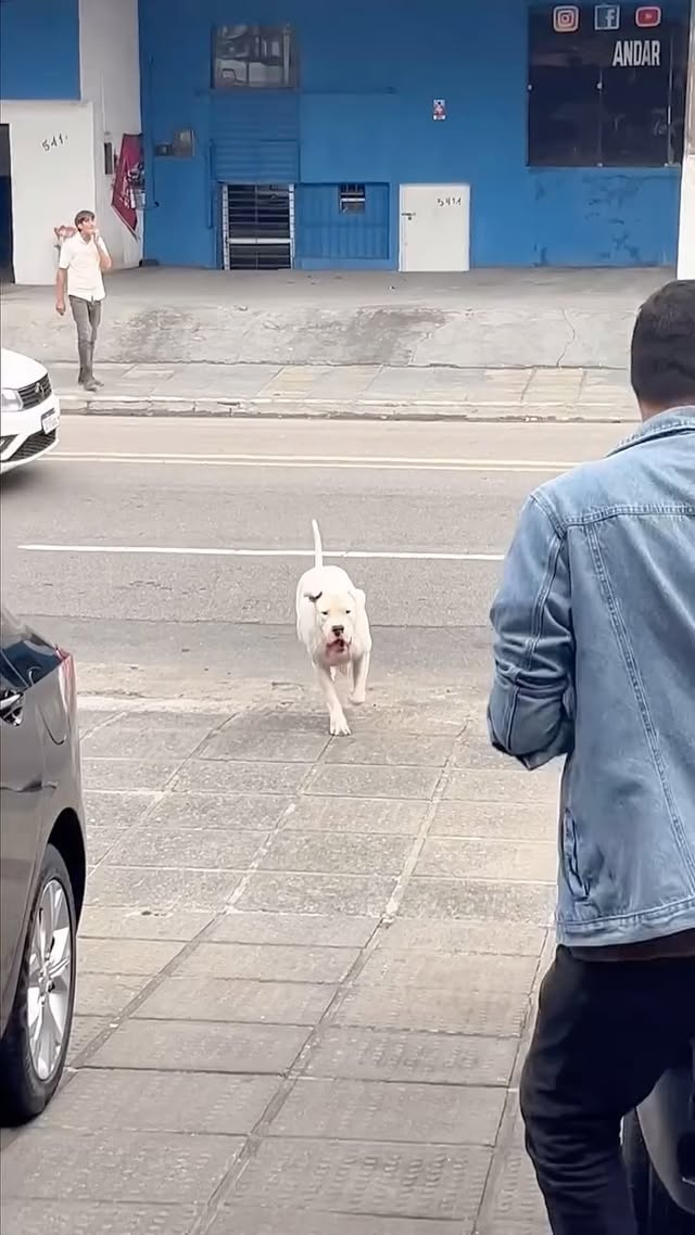 ⚠️ ALERTA DE CRUELDADE! ⚠️
Três cachorros vivendo na miséria, sem comida, largados… e o responsável? Continua aqui debochando e soltando eles na rua! 🐕💔
As autoridades vieram, mas nada mudou… até quando isso vai continuar?
Esses animais correm risco, e nós também! 🚨
💢 Maus-tratos é crime e não dá pra ficar calado. Compartilhe, cobre, ajude! 🙏🔥
#ChegaDeMausTratos #JustiçaParaOsAnimais #ProtejaQuemNãoPodeFalar 🆘