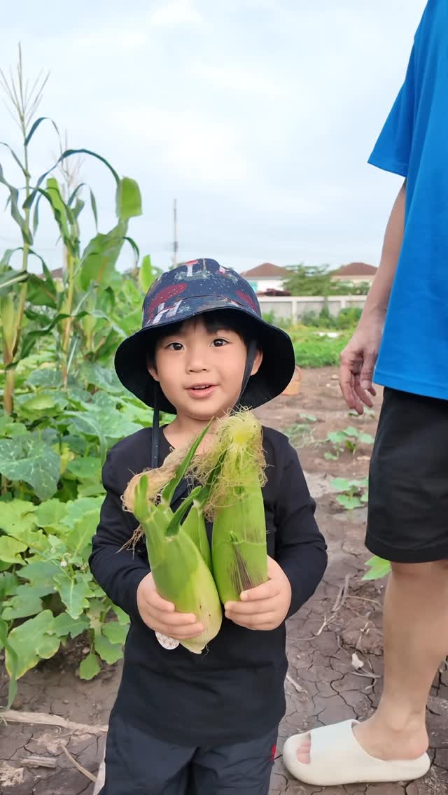 เก็บข้าวโพดกันค้าบวันนี้ มีเยอะมากกกกจนต้องแบ่งๆกันไปค้าบ 🌽🌽 @djpae @kirinyoung @warattaya @pjjayypearl_pjjp