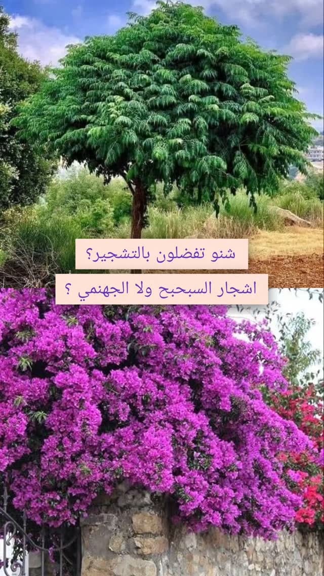 اشجار تتحمل حرارة العراق العاليه و تنتج نسبة اوكسجين 700kg شنو تفضلون لباب البيت ؟
.
توصيل الفين فقط ❤️🔥
للطلب عالرقم الساخن عالواتس او اتصال 👇07755557950 .انستاكرام ANNA_WILLIAMS_IRAQ فيس بوكANNA WILLIAMS