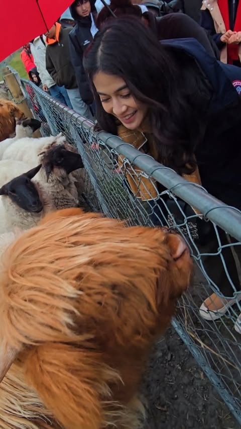Kegirangan ketemu mahluk-mahluk berbulu ini 😂 Sebenernya ada Alpaca juga tapi katanya lagi badmood, kalo di ajak main nanti diludahin... 😰