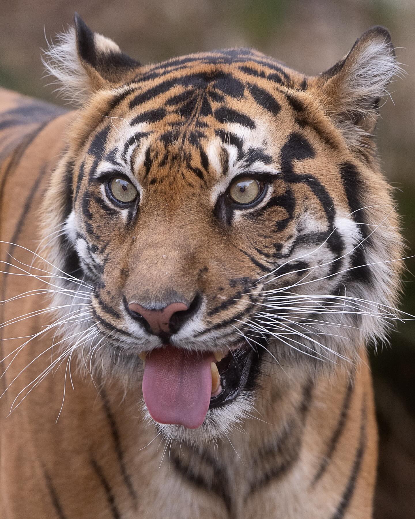 Indrah
#indrah #tiger #sumatrantiger #zoo #zoosvictoria #endangeredspecies #endangered #photooftheday #endangeredanimals #bigcat #bigcatsofinstagram #bigcats #photooftheday #picoftheday #instagram #catsofinstagram #cat #catlover #artreference #nikon #mynikonlife #extinction #extinctionisforever