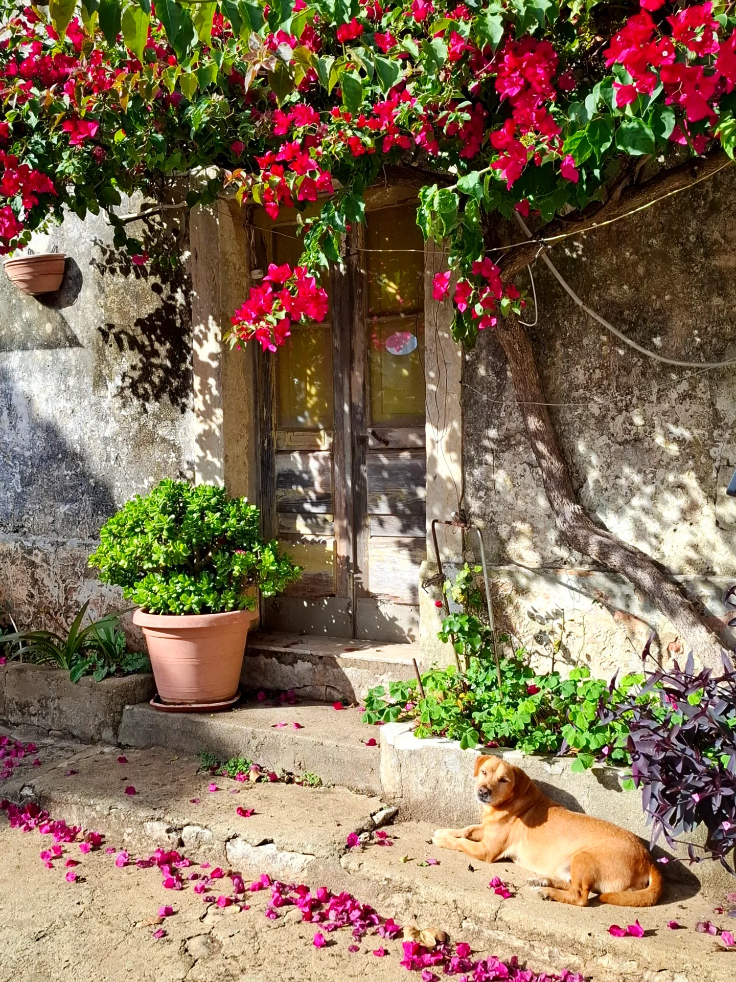 Cascais, Portugal🐕🐕🐕🐕🐕🐕🐕
.
.
.
.
.
.
.
.
.
#be_one_doorsandwindows
#9vaga_doorsandwindows9
#total_doorsandwindows
#thebest_windowsdoors
#amazing_windowsdoors
#alluring_windoors
#world_doorsandwindows
#wallspoetry
#portasejanelaspelomundo
#windows_photogroup
#housesphototrip
#be_one_houses
#doorswindows_greatshots
#world_doorsandwindows
#thebest_windowsdoors
#simpleisbeautifulphotography
#doorswindowsdetails
#portasejanelaspelomundo
#woodmoodhub