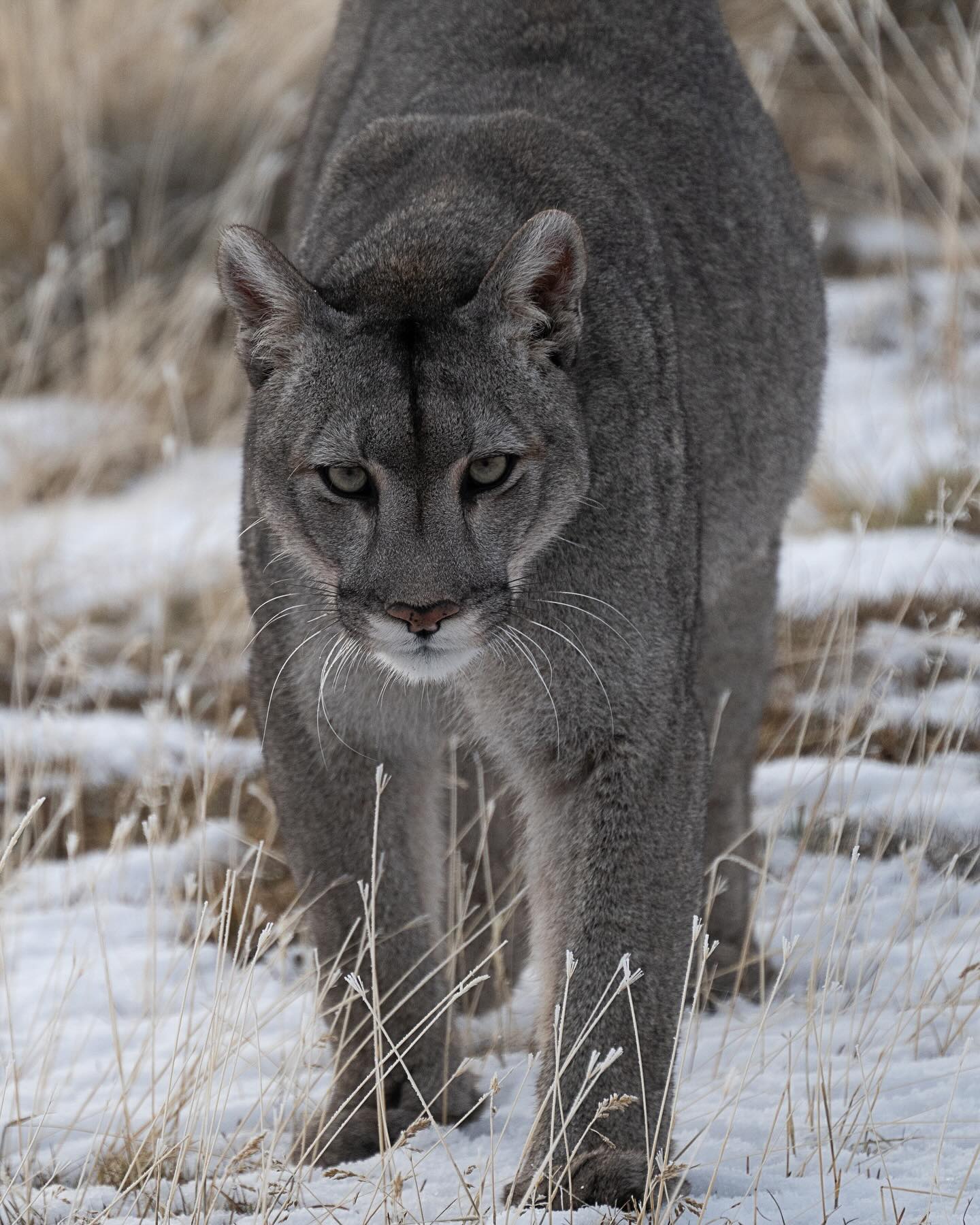 Puma
#puma #chile #torresdelpainechile #wild #wildlife #natgeoyourshot #natgeo #snow #cat