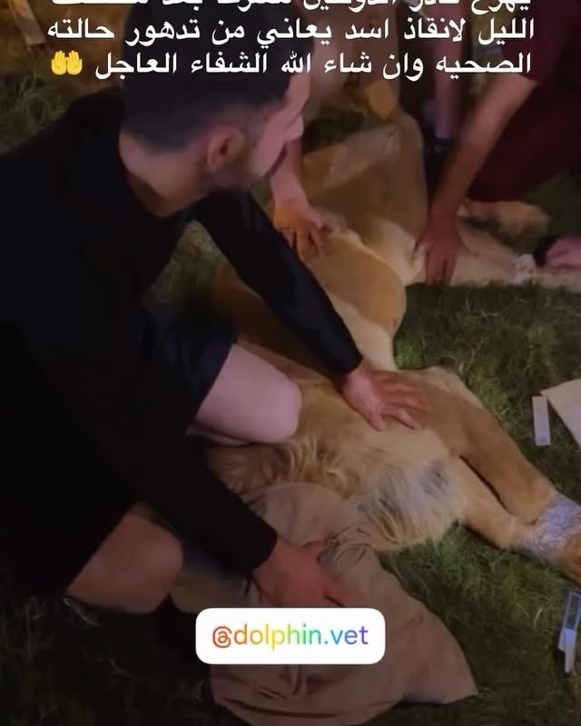 �✨ إنقاذ ملك الغابة في أحلك ساعاته! ✨🦁
بعد منتصف الليل، وفي لحظات حرجة، استجابت عيادة الدولفين البيطرية بنداء عاجل لإنقاذ أسد يعاني من جفاف حاد وحالة صحية خطرة.
بجهود استثنائية ومهنية عالية، تمكن فريق العيادة بقيادة الخبير الدكتور صلاح الدين الكبيسي من التدخل السريع وتقديم العناية البيطرية المكثفة، ليستعيد الأسد أنفاسه وتبدأ حالته بالتحسن.
👏 هذا الإنجاز يعكس التزامنا الإنساني والمهني تجاه كل روح تحتاجنا، مهما كان الوقت أو الظروف.
📍العيادة دائمًا في خدمة الحياة، من أصغر كائن إلى أعظمها.
#عيادة_الدولفين_البيطرية
#الدكتور_صلاح_الدين_الكبيسي
#إنقاذ_أسد
#الطب_البيطري
#فخر_الرمادي