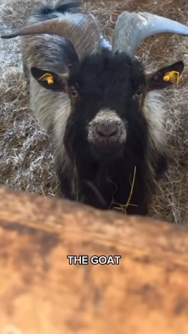 Michael 🤝 GOAT