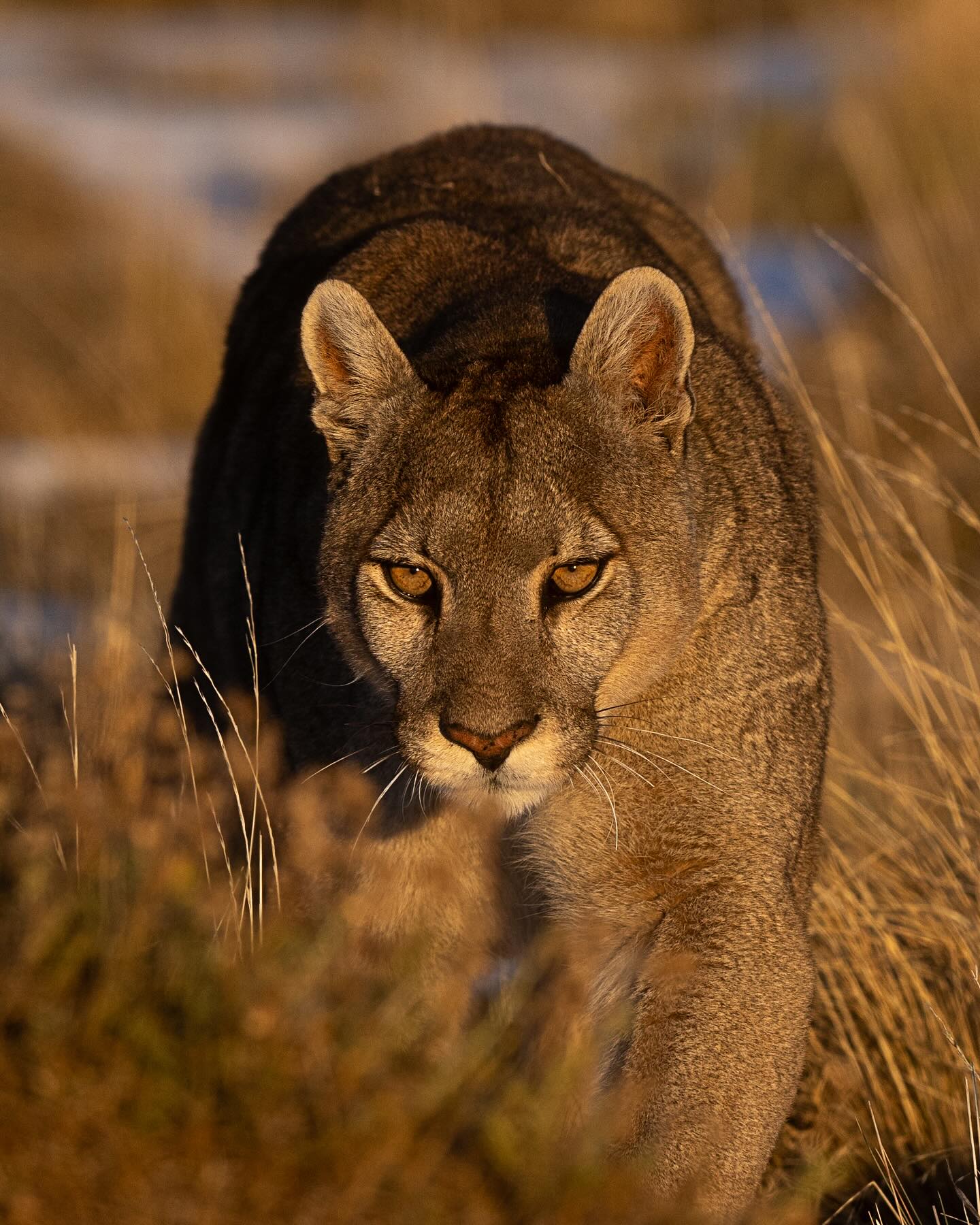 Puma
#puma #chile #torresdelpainechile #wild #wildlife #natgeoyourshot #natgeo