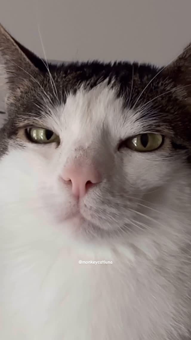 Cutie