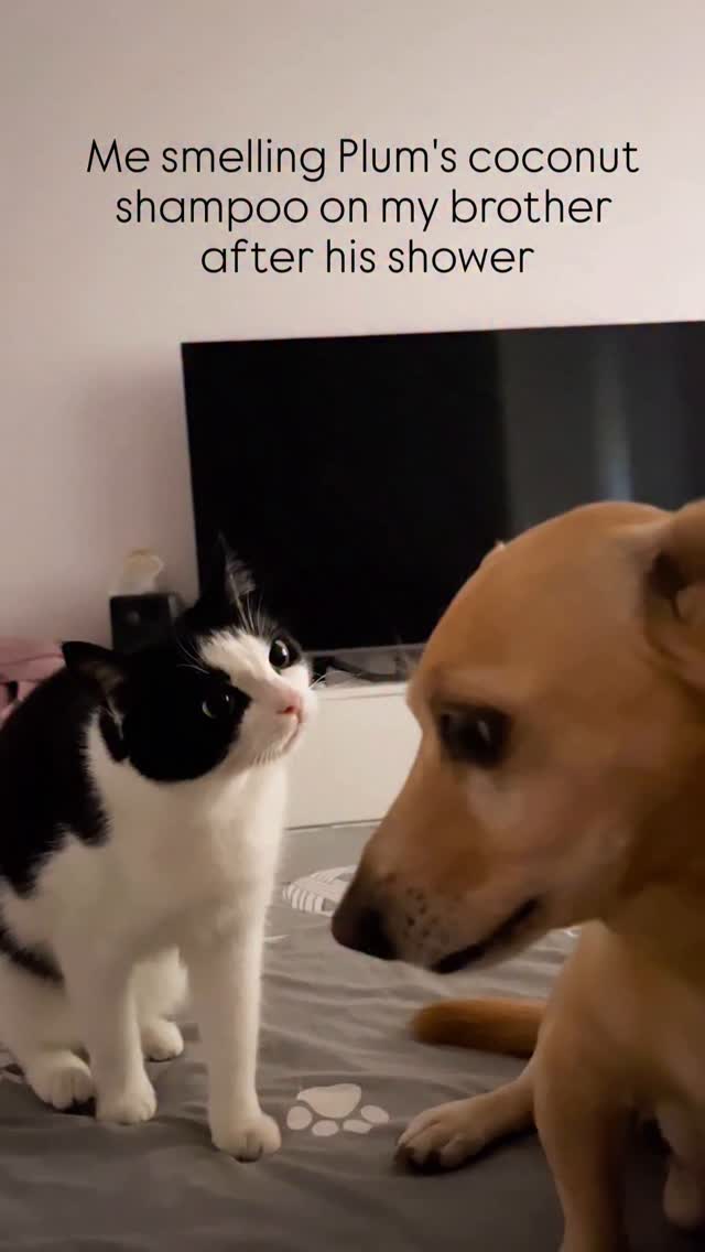 Who can relate?! 🤭😂 Let us know more such incidences in the comments!
Video credits: Instagram
(Sunday funday, Sunday, Skincare, Haircare, Shampoo, Shower, Sibling Rivalry, Fun, Plum, Plum Skincare, Plum Haircare, Cat memes, dog memes, We have chemistry)