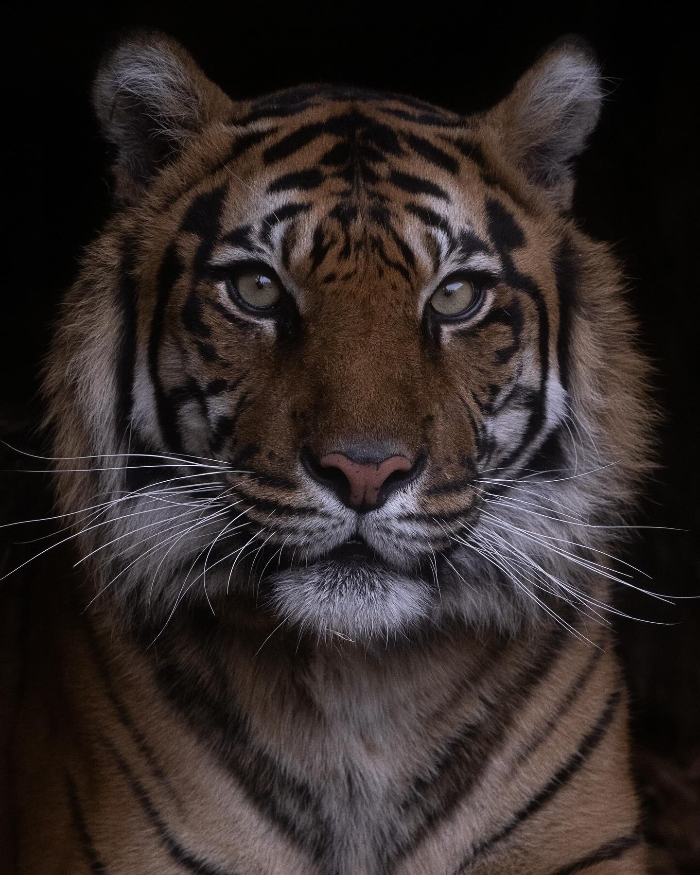 Indrah
#indrah #tiger #sumatrantiger #zoo #zoosvictoria #endangeredspecies #endangered #photooftheday #endangeredanimals #bigcat #bigcatsofinstagram #bigcats #photooftheday #picoftheday #instagram #catsofinstagram #cat #catlover #artreference #nikon #mynikonlife #extinction #extinctionisforever