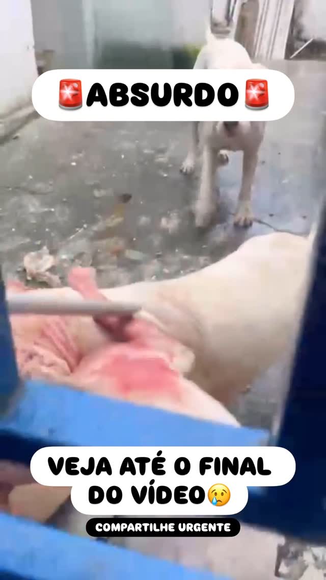 Compartilhem urgente, marquem as autoridades para resolver isso. 😢😡 ATUALIZAÇÃO NOS STORYS