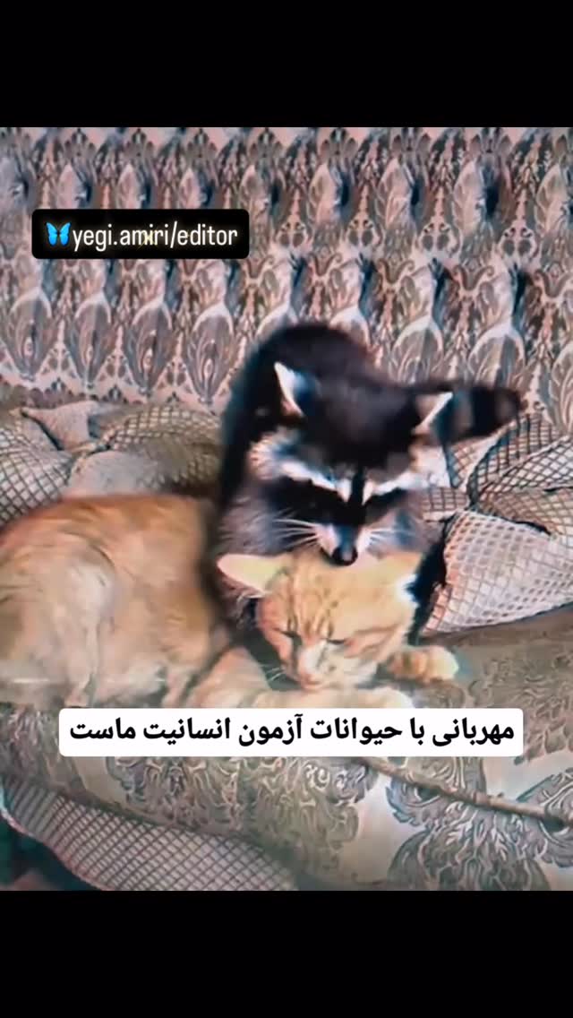 مهربانی با حیوانات آزمون انسانیت ماست 🤍❤️
—————————
دانلود کلیپ ها در کانال بیو🙏🏻🦋
یگانه امیری هستم🙏🏻♥️
امیدوارم از دیدنِ کلیپ ها لذت ببرین،…
سعی میکنم حالِ دلتون رو خوب کنم،لطفأ با لایکتونحمایت کنین،سپاس🙏🏻♥️
.
.
—————————————
.
.
#کاش
#سفر
#زندگی
#دلتنگی
#دلنوشته
#کلیپ_خفن
#کلیپ_روز
#توسعه_فردی #موفقیت_فردی #موفقیت #تفکر #تغییر_مثبت
#تکست_گرافی #متن #متن_زیبا #دِلنِوِشته #دل_نوشته
همين وارا📍
هر جا كه خدا هست
دوست هست
تو هستي و من هستم و ما هستيم ،…
گورِ باباي بقيه،…👍🏻🤚🏻
،
همين ورا📍
،
،
#فان#كليپ#طنز#خنده#باحال#مشتي#لبخند#ويديو#سوژه#دوربين_مخفي#كليپ_شاد#حاشيه