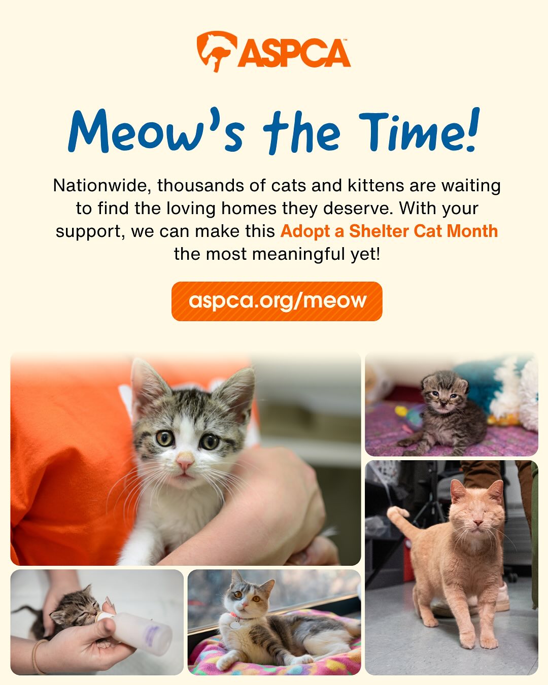 Lentil and I are teaming up with the @aspca for #AdoptAShelterCat Month! A month dedicated to supporting our feline friends and helping them find loving homes. Let’s work together so these deserving kitties get a second chance 🧡 Learn how to help by visiting aspca.org/meow