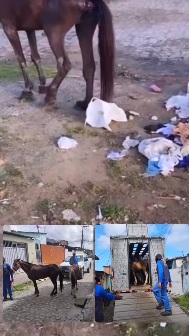 Mais duas vítimas dos carroceiros, quando o cavalo 🐴 fica doente e não serve para sustentar eles, simplesmente são abandonados nas vias públicas de nossa cidade sem nenhum assistência, é lamentável termos que presenciar diariamente essas denúncias chegando em nosso direct, esse está recolhido pelo Centro de Vigilância Ambiental do Recife e vamos acompanhar se há condições de recuperação junto a equipe do CVA/RECIFE. Contando os dias para a lei entrar em vigor e a gente começar a punir de maneira mais severa esse tipo de situação. Duas apreensões na mesma localidade ✊ São covardes 🤬😡 SEM TRAÇÃO ❌