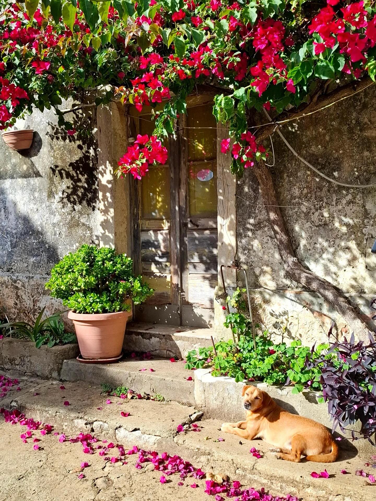 🌺 🚪 🪟 🪴Doors_windows_details
Presents :
📸Photo By : @mcandidacruz
📍Place : #portugal 🇵🇹
Please visit his/her wonderful Gallery
🚫ONLY ORIGINAL PHOTOS PLEASE
🌸 🚪 🪟🪴
Thank you very much for your great support!
Friend gallery:
@village_street
To get a mention, please follow:
Tag : @doors_windows_details
Hashtag : #doors_windows_details
#be_one_doorsandwindows #9vaga_doorsandwindows9
#total_doorsandwindows #thebest_windowsdoors #amazing_windowsdoors #alluring_windoors #world_doorsandwindows #wallspoetry #portasejanelaspelomundo
#windows_photogroup #housesphototrip #be_one_houses #doorswindows_greatshots #world_doorsandwindows #thebest_windowsdoors #simpleisbeautifulphotography #doorswindowsdetails #portasejanelaspelomundo
#woodmoodhub