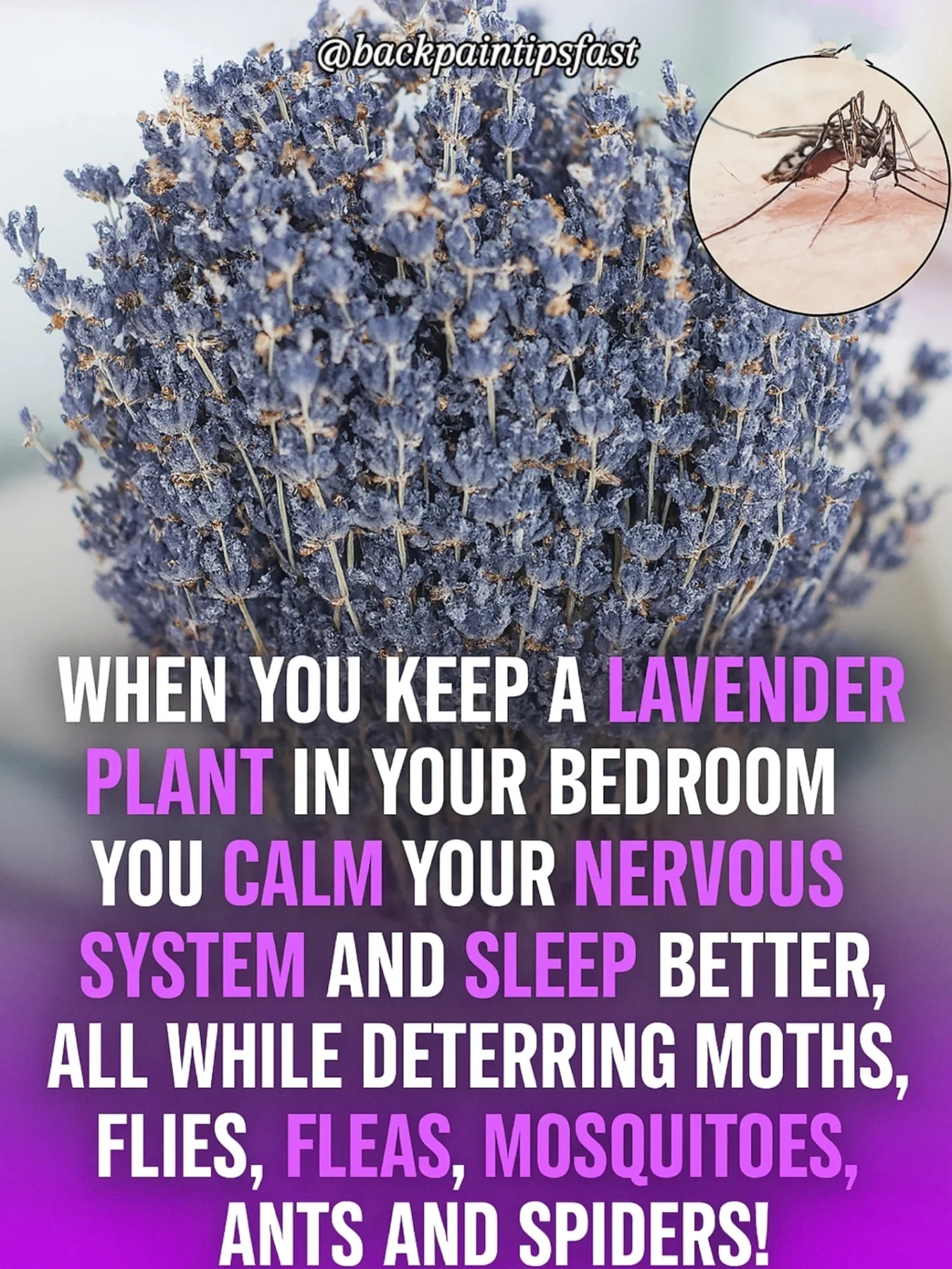 🪻 LAVENDER: NATURE'S SLEEP HACK 🌙
Did you know that simply keeping a lavender plant in your bedroom can calm your nervous system, help you sleep deeper, and even repel unwanted pests like moths, mosquitoes, ants, and spiders?
It's one of the easiest, most natural ways to boost your rest and protect your space — all while making your room smell amazing. 💜
Follow @backpainrelieftricks 👈
