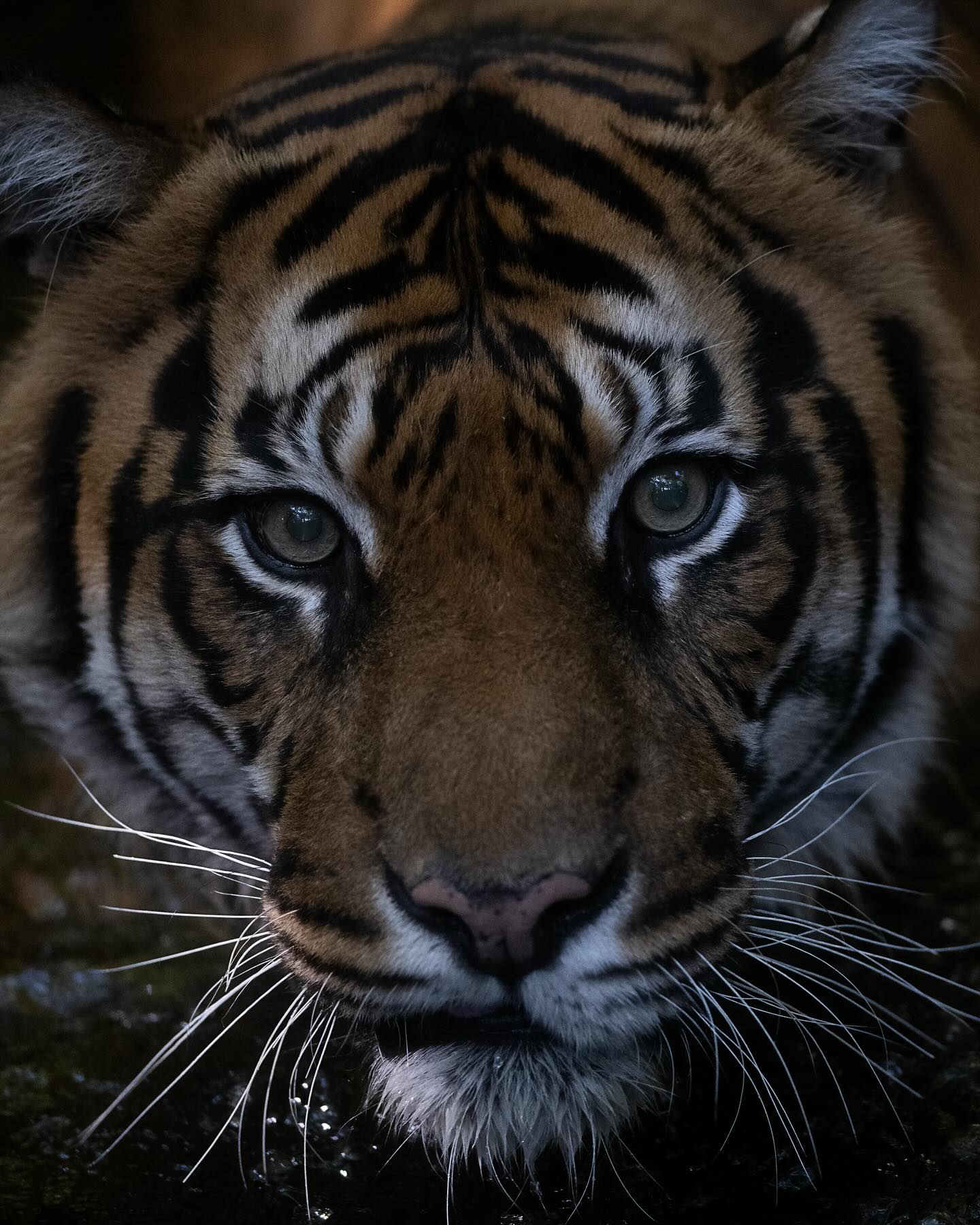 Hutan
#hutan #tiger #sumatrantiger #zoo #zoosvictoria #endangeredspecies #endangered #photooftheday #endangeredanimals #bigcat #bigcatsofinstagram #bigcats #photooftheday #picoftheday #instagram #catsofinstagram #cat #catlover #artreference #nikon #mynikonlife #nikonphotography