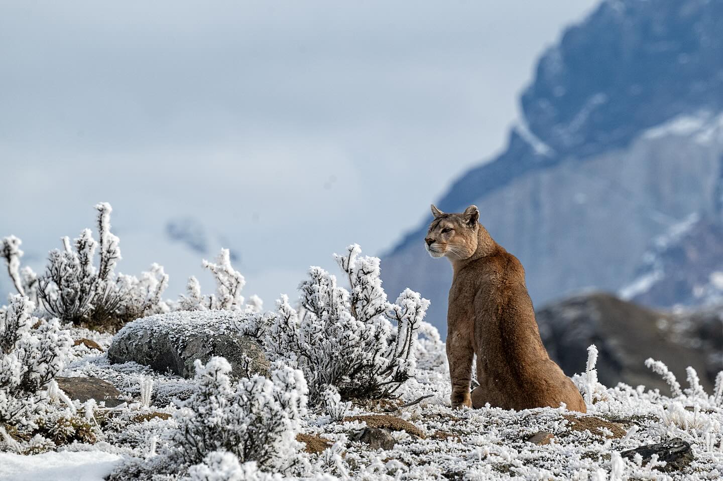 Puma in the snow
#puma #chile #torresdelpainechile #wild #wildlife #natgeoyourshot #natgeo #snow #cat