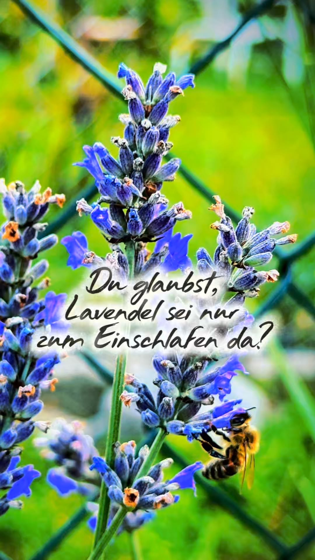 💜 Lavendel – das Schutzkraut, das wir fast vergessen hätten.
Wenn du heute an Lavendel denkst, fällt dir vielleicht Entspannung ein. Oder ein gutes Einschlafspray.
Doch was die meisten nicht wissen:
Lavendel war einst viel mehr als ein Duft.
In der Antike galt er als Seelenkraut – ein Pflanzengeschenk der Götter, das Menschen helfen sollte, negative Energien abzustreifen und ihren inneren Frieden zu finden.
🌿 Im alten Ägypten wurde Lavendel zur Einbalsamierung verwendet – nicht wegen seines Duftes, sondern weil man glaubte, er begleite die Seele sicher ins Licht.
🌿 Im Römischen Reich reinigte man Tempel, Körper und Geist mit Lavendelwasser – es war das spirituelle Pendant zur heutigen „Aura-Reinigung“.
🌿 Im Mittelalter trugen Frauen Lavendel in kleinen Stoffbeuteln am Körper – als Schutz gegen dunkle Kräfte, böse Blicke und Seuchen.
Und sogar in Liebesritualen hatte er seinen Platz:
➤ Wer Lavendel in seinen Schuh legte, glaubte, das Herz eines geliebten Menschen für sich gewinnen zu können.
🐝 Heute lieben ihn die Bienen.
Und wir?
Haben seinen Zauber fast vergessen…
✨ Vielleicht ist genau jetzt der Moment, ihn neu zu entdecken.
➤ Spürst du, wie lebendig Pflanzenwissen werden kann, wenn wir wieder hinsehen?
📌 Speichere dir diesen Beitrag, wenn du Pflanzenmagie, altes Wissen und die Kraft der Natur liebst.
.
.
.
#LavendelMagie #Heilkräuterwissen #Pflanzenwissen #SpirituellePflanzen #Naturrituale #Seelenkraut #Kräutermagie #LavendelLiebe #Naturwissen #Bienenfreundlich #BotanischeMythen #Kräuterkunde #AltesWissen #SimplyDropMagic