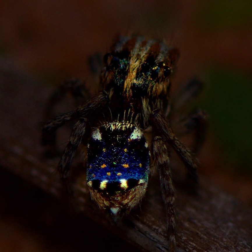 I have just found a brand new species of Maratus peacock spider! Unknown to science till now! To be formally named and described. Extremely excited!
This is Maratus constellatus now!
#maratus
#macro_freaks
#arthropodsanonymous #arthropod_perfection#insect_perfection#kings_insects #tgif_insects #insects_of_our_world #uwn_insect#raw_insects#ip_insects #eye_spy_nature #abcopen #abcmyphoto #theinsectdiary #wildlifeofaustralia #ausgeo #mynikonlife #bbcwildlifepotd
#electric_macro#wms_macro#igbest_macros#gardeningaustralia #nature_sultans #1macroshot #invert_macro #beautiful_insects_japan #insectguru #natgeowild