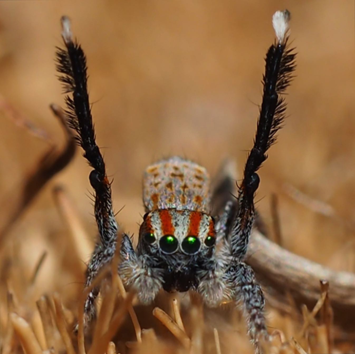 Introducing to the world, Maratus ‘su’ae, a spider named after me! It is a newly described species of peacock spider that I discovered in July ‘19! Maratus suae is one of the seven new species hot off the press, described by @joseph.schubert. Thanks, Joseph!
Does the world need more spiders? YES! Especially when they are so pretty!
Why find new ones and name them? Biodiversity! Our world is rich with some uniquely beautiful species, thanks to millions of years of evolution. Each species has a place in the complex and fragile ecosystem. Everything hangs in balance. The recent bushfires which devastated acres of forests and wildlife might have engulfed many teeny tiny species that might have gone extinct even before we could see them. It is useful to have a record, monitor them and minimise the effect of human activity on their fragile ecosystems.
Keep an eye out, observe, conserve and be scientific.
#maratus #jumpingspider #arachnophobia #macro_freaks
#arthropodsanonymous #arthropod_perfection#insect_perfection#kings_insects #tgif_insects #insects_of_our_world #uwn_insect#raw_insects#ip_insects #eye_spy_nature #theinsectdiary #wildlifeofaustralia #ausgeo #bbcwildlifepotd
#electric_macro#wms_macro#igbest_macros#gardeningaustralia #nature_sultans #1macroshot #invert_macro #beautiful_insects_japan #insectguru #natgeowild