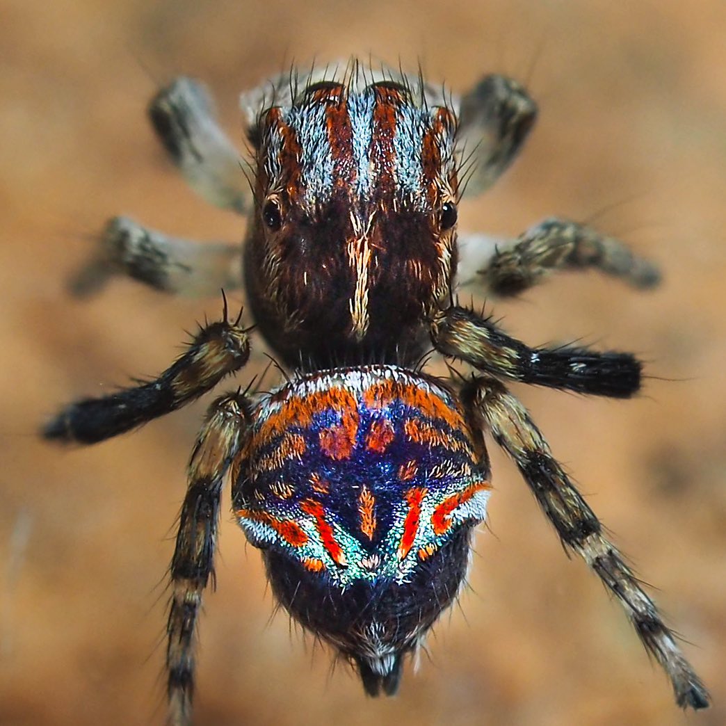 Maratus tiddalik: I have found a new undescribed species of peacock spider! Totally new to science! He’s got such wonderful markings.
#maratus #peacockspider #macro_freaks
#arthropodsanonymous #wholelottabugs #grikart_macro #insect_perfection#kings_insects #tgif_insects #insects_of_our_world #uwn_insect#raw_insects#ip_insects #eye_spy_nature #abcmyphoto #theinsectdiary #wildlifeofaustralia #ausgeo #bbcwildlifepotd
#electric_macro#wms_macro#igbest_macros#gardeningaustralia #nature_sultans #1macroshot #invert_macro #beautiful_insects_japan #insectguru #natgeowild #bungeo