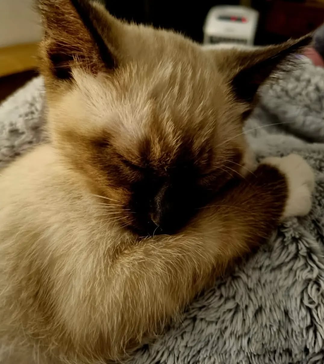 This little girl has stolen our hearts, a new addition to our family, Gypsi 😍
#ragdoll #ragdollkitten #ragdollcat