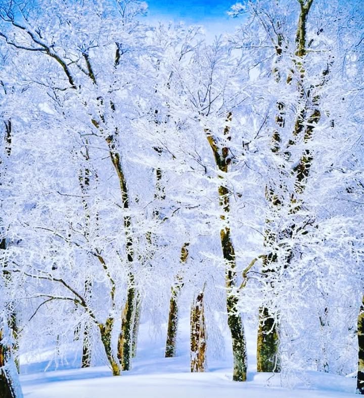 Winter in the Midwest
