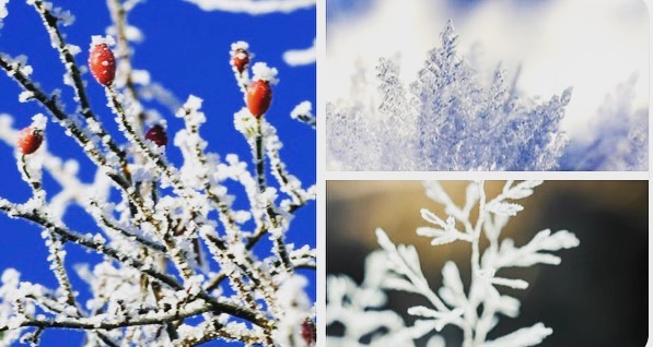 Winter foliage of the Midwest. #winterwonderland #naturegeography
