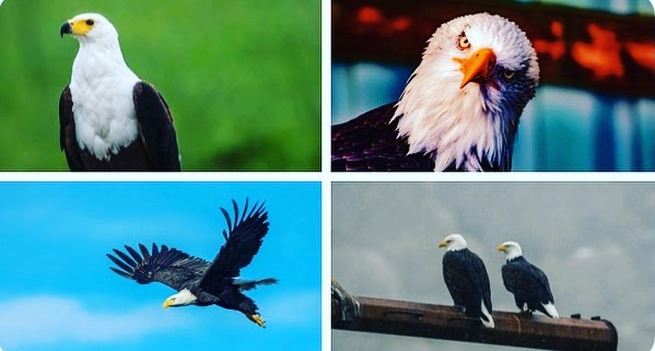 Did you know…Eagles, because of their ability to find thermals (warm columns of air), are able to stay aloft indefinitely, often without moving their massive wings. #eagles #birds #naturephotography