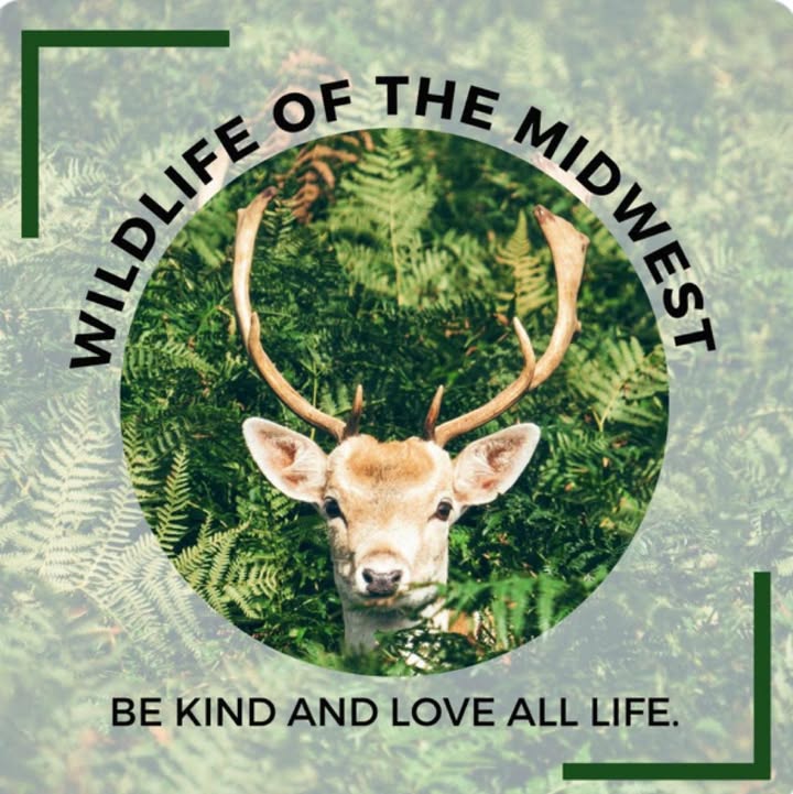 Wildlife of the Midwest USA #deer #wildlife