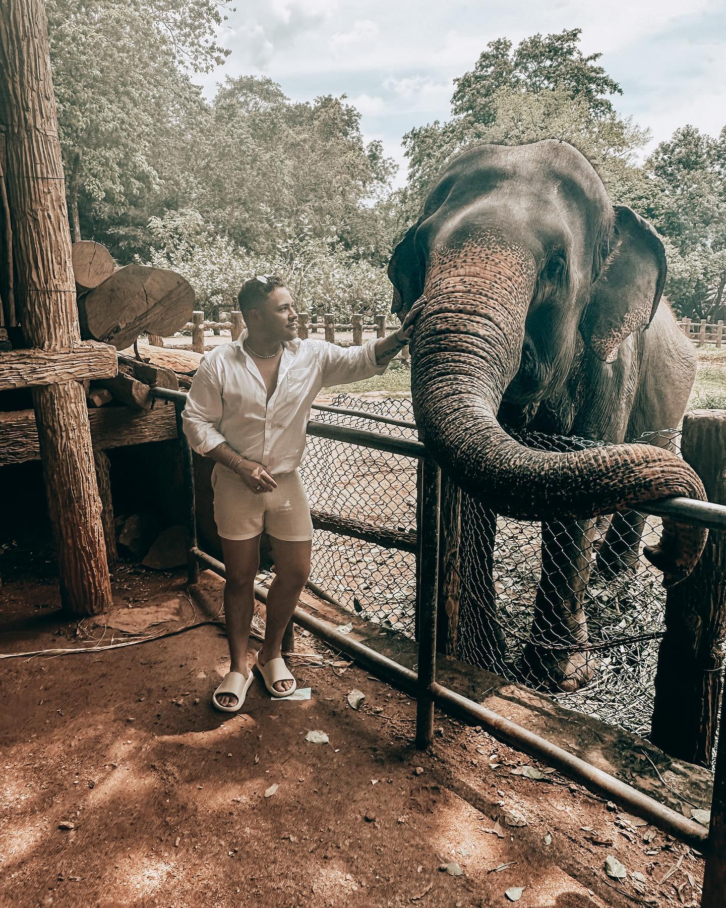 Beautiful animals 🐘
