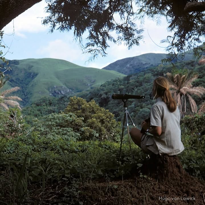 Wishing our friend Dr. Jane Goodall a happy 90th birthday. Dr. Goodall is an extraordinary example of a woman who has led her life with purpose and passion.
Dr. Goodall’s research is the longest-running field research on wild chimpanzees. Her approach changed the way the world looked at our ancestors, and she continues this today through her organization, The Jane Goodall Institute.(@janegoodallinst)
She continues to inspire young kids worldwide to break boundaries and not be afraid to follow their passions.
Jane, thank you for everything you do for women, humanity, and the planet. We are so grateful for your journey and so happy you were born.
Love,
Ellen
#Janeat90 #GoodAllDay