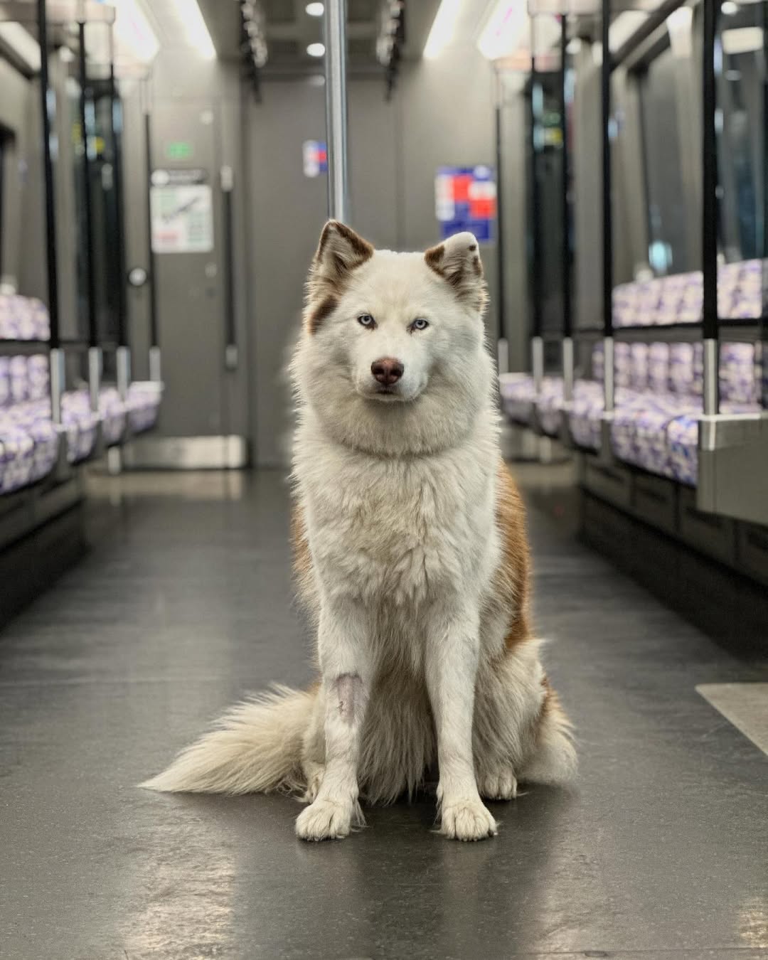 Heavens Angel, a God Among Dogs🥀
#dogoftheday #tfl #husky #siberianhusky #train #photography #photooftheday #puppy #petlover #doglover #petsofinstagram #pubitypets #god #dogmodel #dogue #vogue #pets #petstagram #weratedogs #london #uk