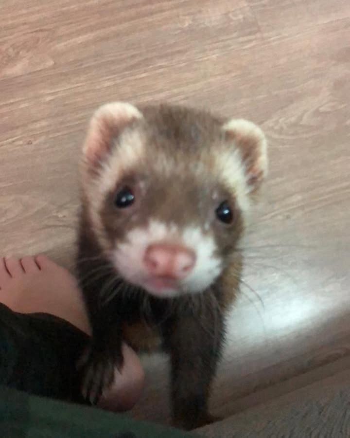 oi ice, a 5 anos atrás tivemos a maior felicidade do mundo, Você! Um bichinho diferente, alegre, cheio de vida e muito bagunceiro, chegou já comendo meias, correndo e pulando de ladinho pela casa, se escondendo embaixo do sofá, bagunçando tapetes, entrando no lixo do quarto do seu pai, roubando qualquer coisa que estivesse pela casa, comendo os meus ursinhos de pelúcia… Entre muitas outras aventuras, você lembra da piscina que fizemos pra você? ou da caixa cheia de bolinhas? Ou então dos túneis que seu papai comprou pra você e que no fim você gostava mais de se enfiar no sofá e arranhar embaixo da cama? Foram vários momentos que nunca iremos esquecer, a sensação de sair do banho e ter um maluquinho louco pra vir lamber a água, dos passeios que as vezes aconteciam e eu deixava você brincar na terra e seu pai ficava louco com as patinhas sujas! Apesar da distância eu nunca vou esquecer do seu cheirinho de preguiça toda manhã, e sei que seu pai também não, fica aqui meu agradecimento por todos os momentos, fico feliz de saber que você aproveitou muito e seu pai cuidou de você até o fim! Você foi um animal muito especial para nós, a dor é de perder algum parente, e você era nosso filho mesmo. Você foi MUITO forte até o fim, tem coisas que não entendemos, mas nos conforta saber que tudo o que tinha pra ser feito foi feito, e você estará nos olhando daí de cima! Que aí no céu tenham muitas meias, muitos ursinhos de pelúcia, muita ração e muitas toquinhas para você brincar, eu e seu pai te amamos muito até o final. Obrigada por tudo!