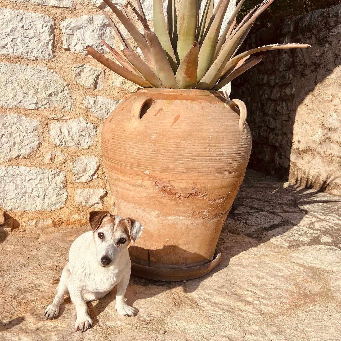Gypsee 🐾🌴🤎
