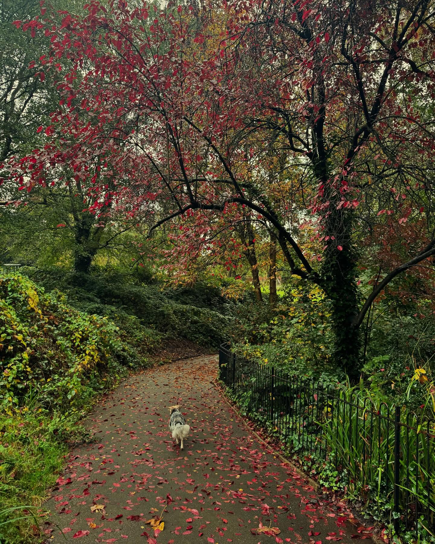 Things of beauty lately ♥️
1. The colours of the trees in Waterlow Park in autumn 😍❤️🔥🧡 The trees are my teachers 🙏🏻
2. My new coat from @unreal_fur 🖤 tres romantique.
(My gold locket and earrings in pic 5 are by @jessicadelotz 🤍)
3. This chocolate cake I made from the new @thehappypear book. Omg it was to. Die. For. 🤤 As a vegan chocolate cake connoisseur, this one takes the…cake? I am loving the book which has so many inspiring and comforting recipes as well as nostalgic reflections on their journey so far. Well done Steve & Dave and team 👏🏻
4. Walks in the woods with Malo everyday. She is such a curious being and is fearless in her adventures. Except on fireworks nights, she hates them 😢 🎇 she is currently trembling on the couch beside me covered in blankets…
5. Gorgeous new book about Venus, goddess of love and beauty by another favourite goddess @sassylisalister who has taught me so much about getting in touch with my own appetite and lust for life 🩷💗💘
6. Puff in this pod looking like a fairytale creature every day. Contrary to cat lore, she willingly traded in her cardboard boxes to sleep in this thing (thank you @offmytreeshop !) I think of her as the love-child of the owl & the pussycat, who could not find another of her kind and so she abandoned society, retreating to the wilderness where she dwells in this strange pod deep in the middle an enchanted forest, a rare sight, a figure of alienation and deep spiritual contemplation. If you are lucky enough to find this bizarre hybrid creature, and you bear treats, you may be granted a wish. More likely, a nonsensical haiku. 💭
7. My love!! 💘 Den scaled a tall, swaying, totally unclimbable looking tree to get that last pic. Shoutout to this man for always keeping life interesting 🙃👫