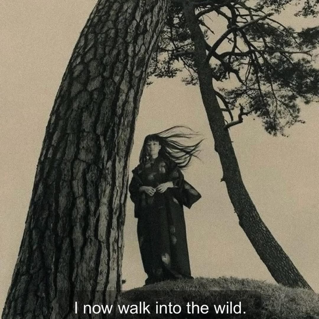 🕯️🏵️i now walk into the wild༘⋆༄.°⋆