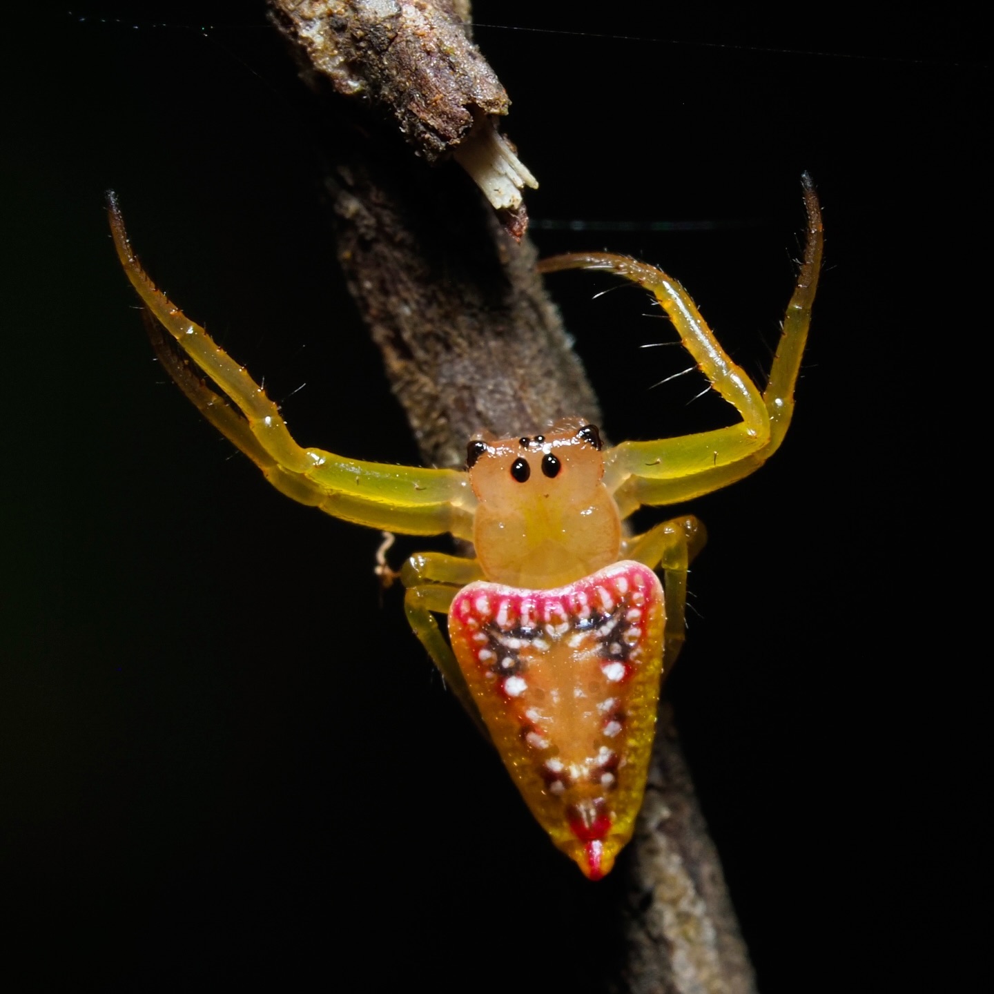 A spring favourite: Studded triangular spider
Arkys walckenaeri
#theinsectdiary