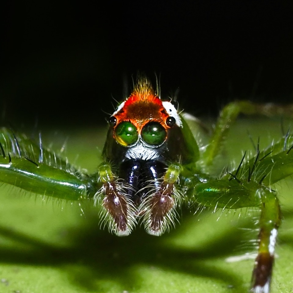 Epeus flavobilineatus
#omsystem #passion_in_macro #arthropod_perfection
#arthropodsanonymous #wholelottabugs #insect_perfection#kings_insects #tgif_insects #insects_of_our_world #csiro #uwn_insect#raw_insects#ip_insects #abcmyphoto #theinsectdiary #wildlifeofaustralia #ausgeo #bbcwildlifepotd
#wms_macro#igbest_macros#gardeningaustralia #australiangeographic #1macroshot #invert_macro #beautiful_insects_japan #insectguru olympus_au #nut_about_macro